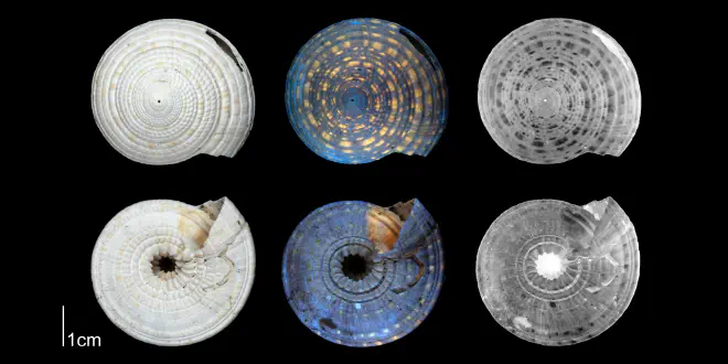 Architectonica nobilis from the Plio-Pleistocene of Florida, showing coloration pattern revealed by ultraviolet light (PRI 70686).
