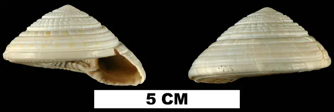 Architectonica nobilis from the Middle Pleistocene Bermont Formation of Miami-Dade County, Florida (UF 53238).