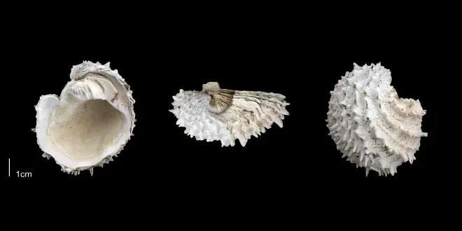 Arcinella cornuta from the Late Pliocene Tamiami Fm. (Pinecrest Beds) of Sarasota County, Florida (PRI 70117).