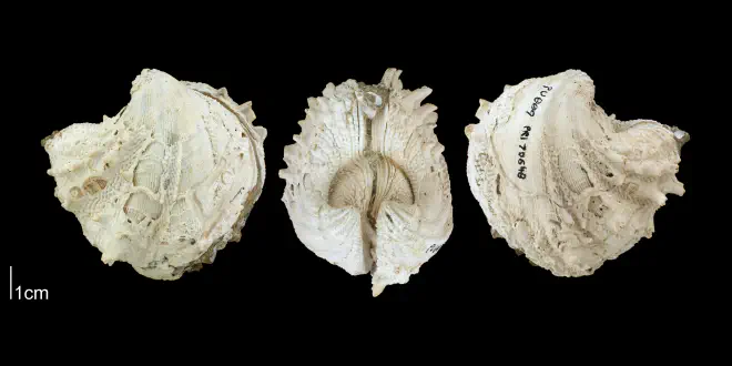 Arcinella cornuta from the Plio-Pleistocene Nashua Fm. of Putnam County, Florida (PRI 70648).