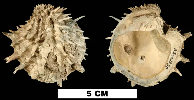 Arcinella cornuta from the Late Pliocene Tamiami Fm. (Pinecrest Beds) of Sarasota County, Florida (UF 217954).