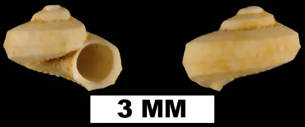 Arene agenea