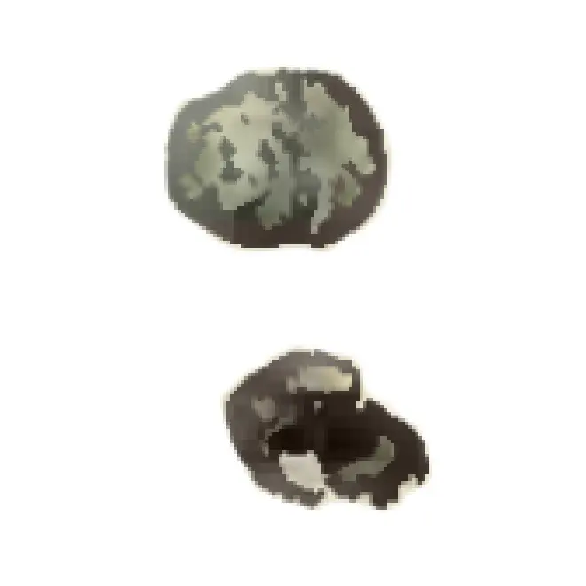 Specimen of Arene solariella figured by Heilprin (1886, pl. 16, fig. 56); 0.2 in. in length.