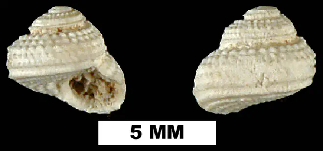 Arene solariella from the Late Oligocene to Early Miocene Arcadia Fm. of Hillsborough County, Florida (UF 189832).