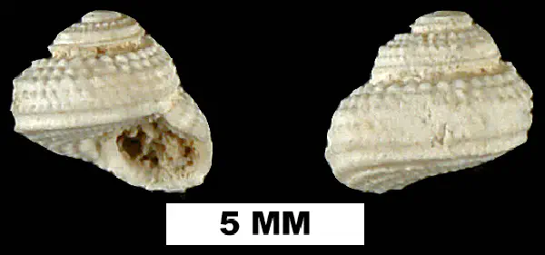 Arene solariella