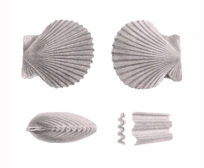 Specimen of Argopecten comparilis figured by Tuomey and Holmes (1857, pl. 11, fig. 6-10).