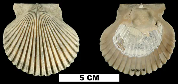 Argopecten comparilis