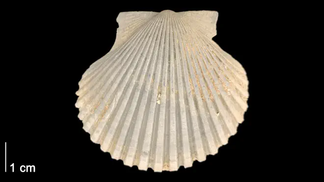 Argopecten gibbous from the Late Pliocene Tamiami Fm. (Pinecrest Beds) of Sarasota County, Florida (PRI 50125).