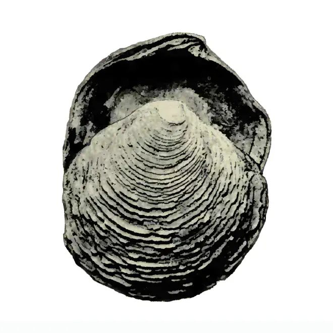 Specimen of Armimiltha disciformis figured by Heilprin (1886, pl. 11, fig. 28); 2.5 in. in length.