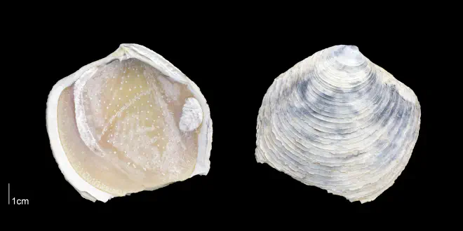 Armimiltha disciformis from the Late Pliocene Tamiami Fm. (Pinecrest Beds) of Sarasota County, Florida (PRI 70175).