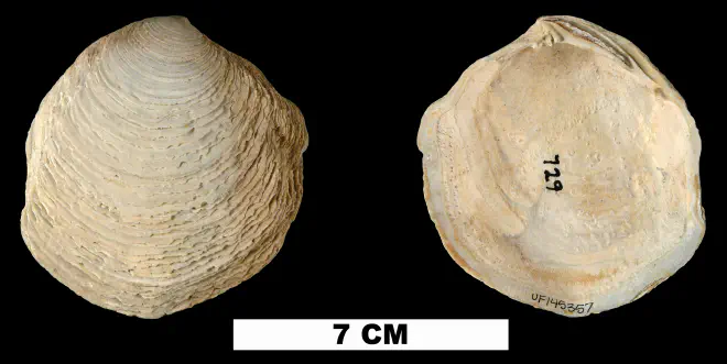Armimiltha disciformis from the Late Pliocene Tamiami Fm. (Pinecrest Beds) of Sarasota County, Florida (UF 145357).