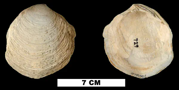 Armimiltha disciformis