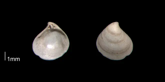 Astarte berryi from the Early Pleistocene James City Fm. of Beaufort County, North Carolina (PRI 70509).