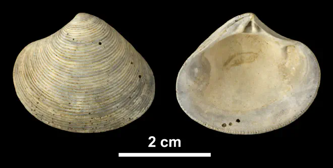 Astarte concentrica from the Early Pleistocene James City Fm. of Beaufort County, North Carolina (PRI 69878).
