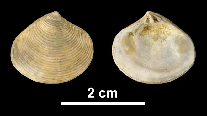 Astarte concentrica from the Early Pleistocene James City Fm. of Beaufort County, North Carolina (PRI 69878).