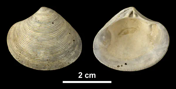 Astarte concentrica