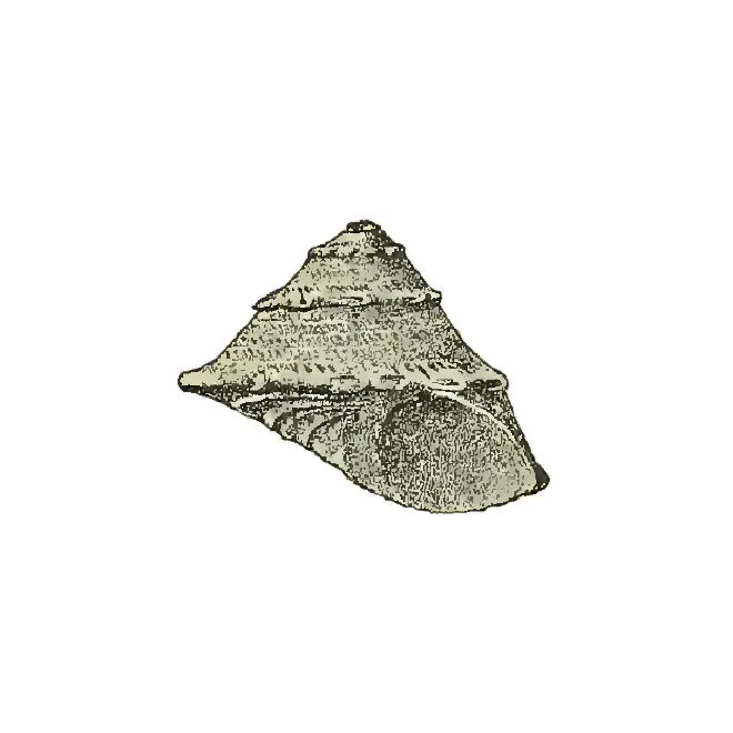 Specimen of Astralium dalli figured by Maury (1910, pl. 8, fig. 3); 3.5 mm in length.