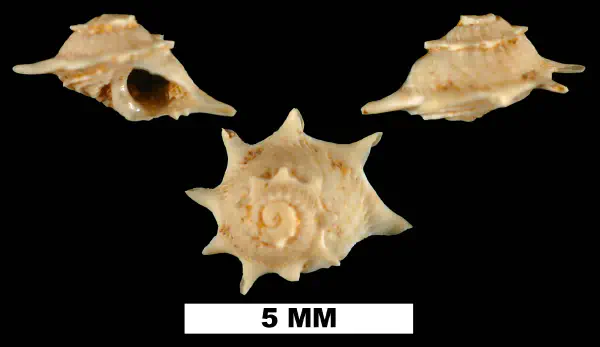 Astralium dalli