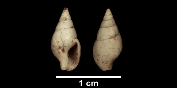 Astyris communis