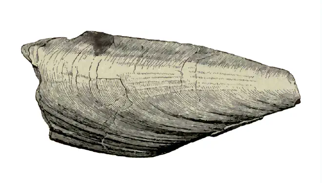 Specimen of Atrina harrisii figured by Dall (1898, pl. 29, fig. 11); 150 mm in length.