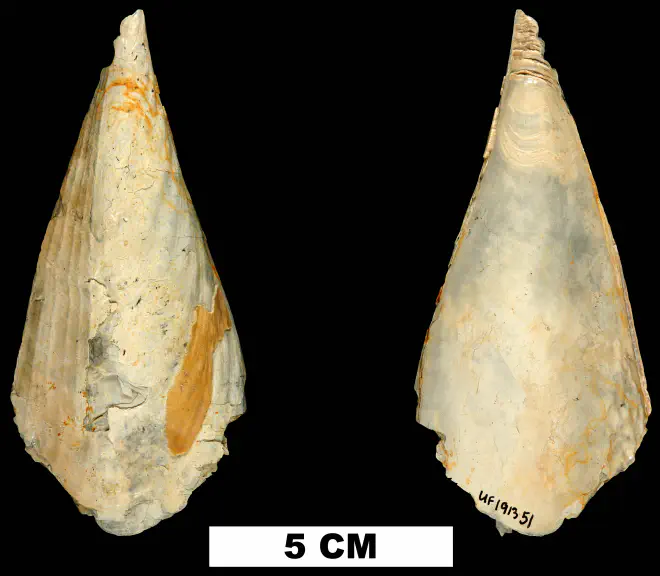 Atrina harrisii from the Late Pliocene Tamiami Fm. (Pinecrest Beds) of Sarasota County, Florida (UF 191351).