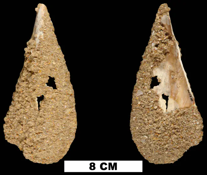 Atrina rigida from the Late Pleistocene Anastasia Fm. of Brevard County, Florida (UF 51100).