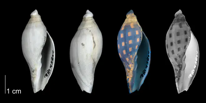 Aurinia obtusa from the Tamiami Formation (Pinecrest Beds) of Florida shown under regular and ultraviolet light, revealing the original coloration pattern of the shell; (PRI 45844).