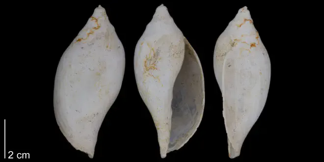 Volutifusus typus from the lower Pleistocene James City Formation of Beaufort County, North Carolina (PRI 70473).