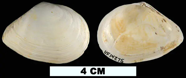 Austromacoma constricta