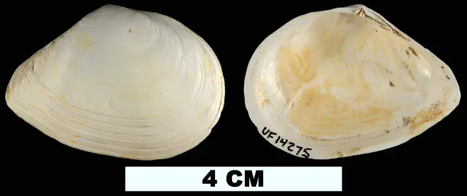 Austromacoma constricta from the Late Pleistocene (formation unknown) of Manatee County, Florida (UF 14275).