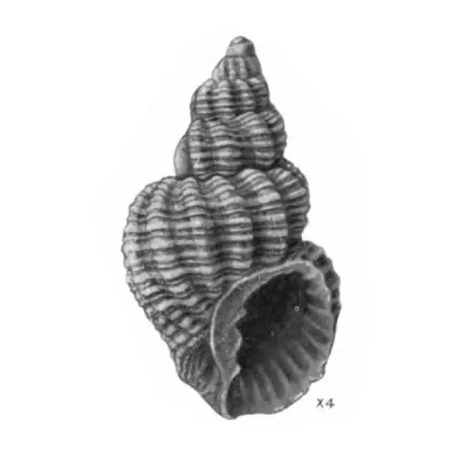 Specimen of Axelella desmotis figured by Gardner (1937, pl. 45, fig. 5); 14.7 mm in length.