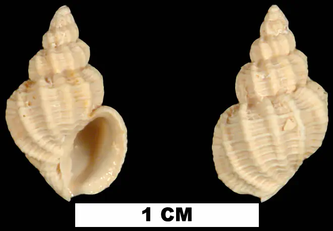 Axelella desmotis from the Early Miocene Chipola Fm. of Calhoun County, Florida (UF 85278).