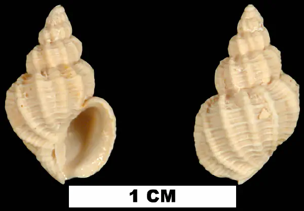 Axelella desmotis