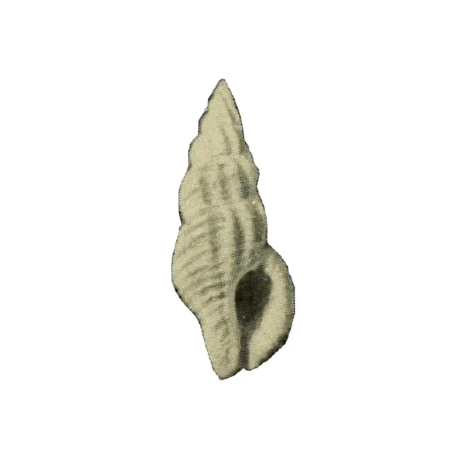 Specimen of Bailya roycei figured by M. Smith (1938, pl. 6, fig. 7).