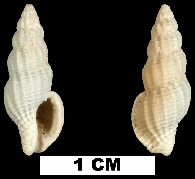 Bailya roycei from the Early Pleistocene Caloosahatchee Fm. of Hendry County, Florida (UF 26008).