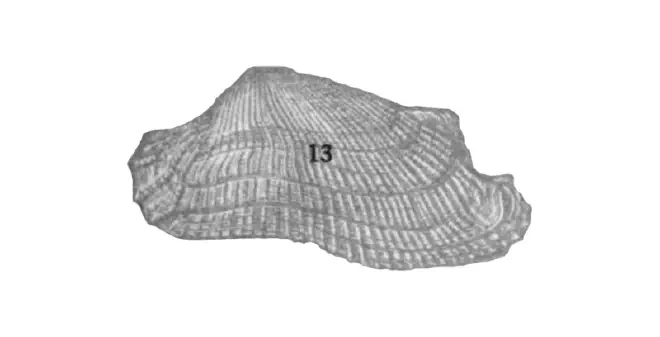 Specimen of Barbatia caloosahatchiensis figured by Sheldon (1916, pl. 3, fig. 13).