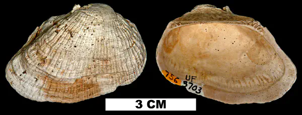 Barbatia caloosahatchiensis