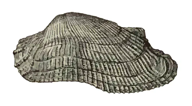 Specimen of Barbatia irregularis figured by Dall (1898, pl. 33, fig. 5); 52 mm in length.