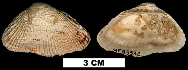 Barbatia irregularis from the Early Pleistocene Caloosahatchee Fm. of Charlotte County, Florida (UF 85532).