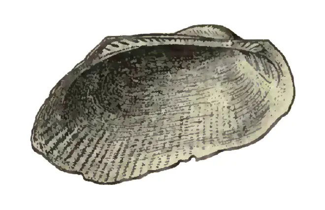 Specimen of Barbatia phalacra figured by Dall (1898, pl. 33, fig. 3); 23 mm in length.