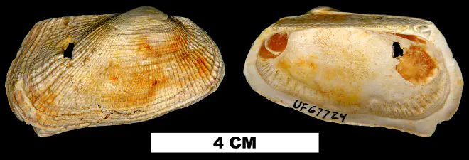 Barbatia phalacra from the Early Miocene Chipola Fm. of Calhoun County, Florida (UF 67724).