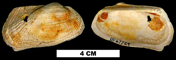 Barbatia phalacra