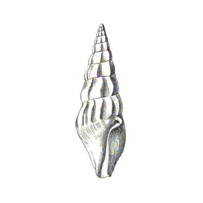 Specimen of Bellaspira pentagonalis figured by Dall (1889, pl. 13, fig. 6); 13.5 mm in length.