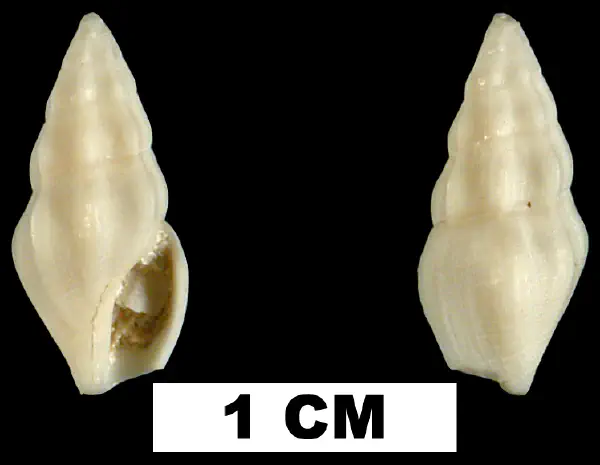 Bellaspira pentagonalis