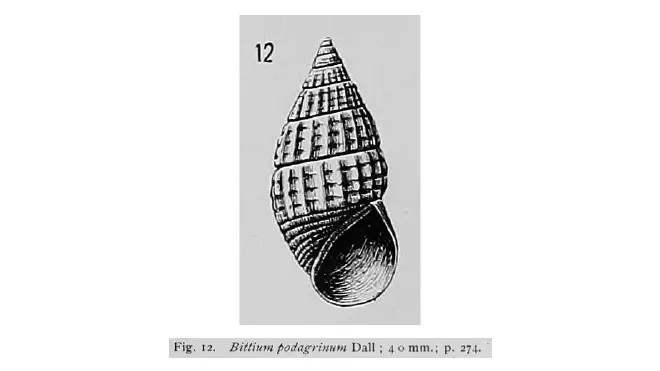 Original illustration of Bittium podagrinum.