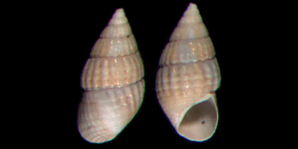 Bittiolum podagrinum