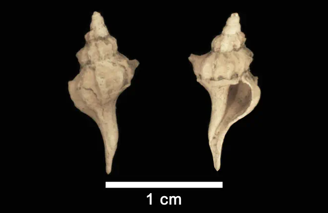 Boreotrophon tetricus from the Late Pliocene Yorktown Formation of Isle of Wight County, Virginia (SDMS 112665).