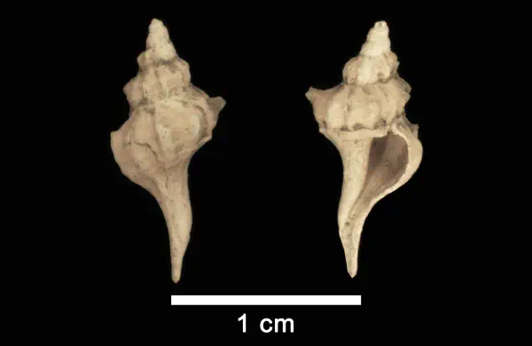 Boreotrophon tetricus