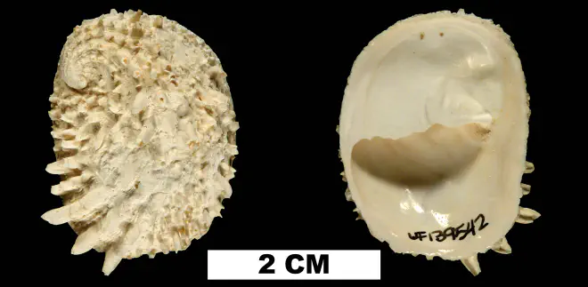 Bostrycapulus aculeatus from the Early Pleistocene Caloosahatchee Fm. of DeSoto County, Florida (UF 139542).