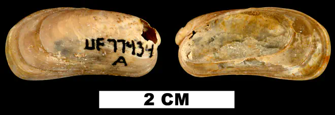 Botula fusca from the Early Miocene Chipola Fm. of Calhoun County, Florida (UF 77434).